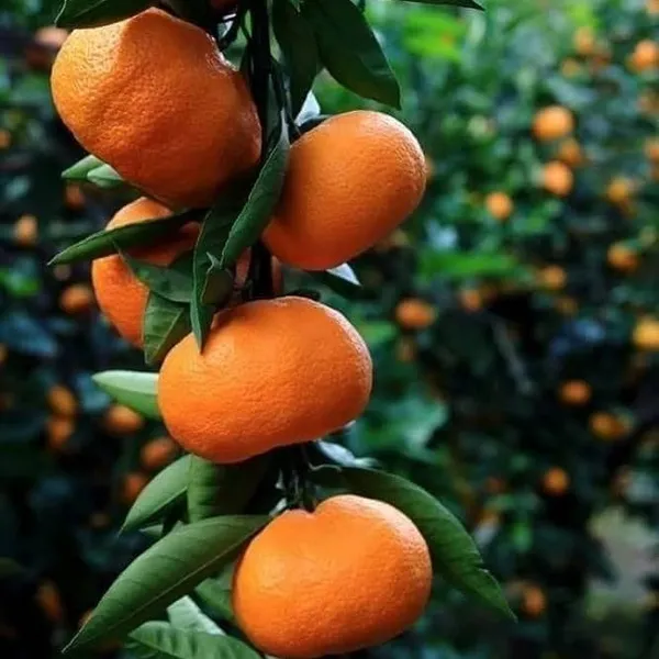 Seedless_Orange_Grafted_&_Hybrid_Fruit_Plant