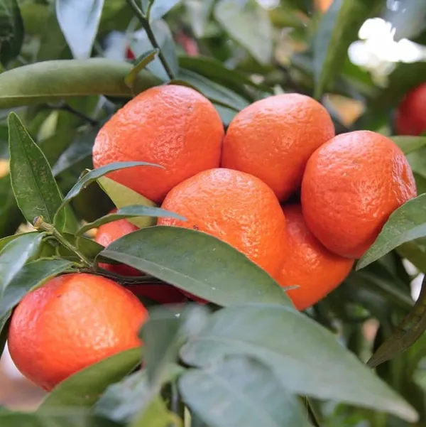Seedless_Orange_Grafted_&_Hybrid_Fruit_Plant