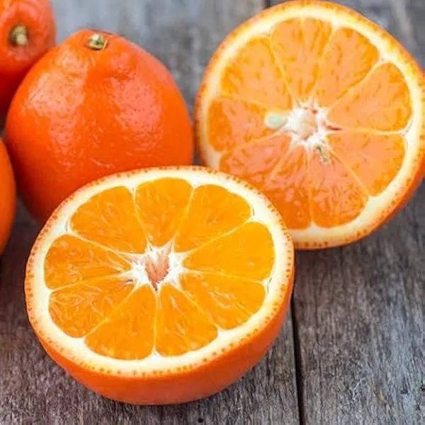 Seedless_Orange_Grafted_&_Hybrid_Fruit_Plant