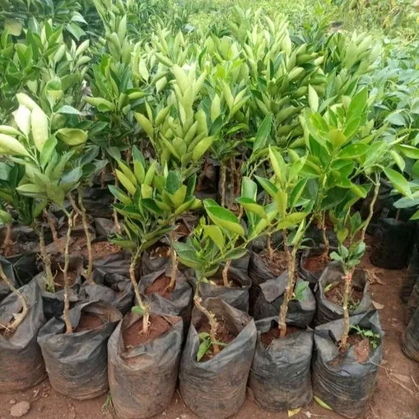 Satsuma_Orange_Grafted_&_Hybrid_Fruit_Plant