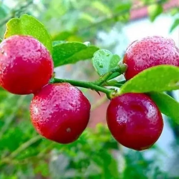 Red_Pati_Lemon_Grafted_&_Hybrid_Fruit_Plant