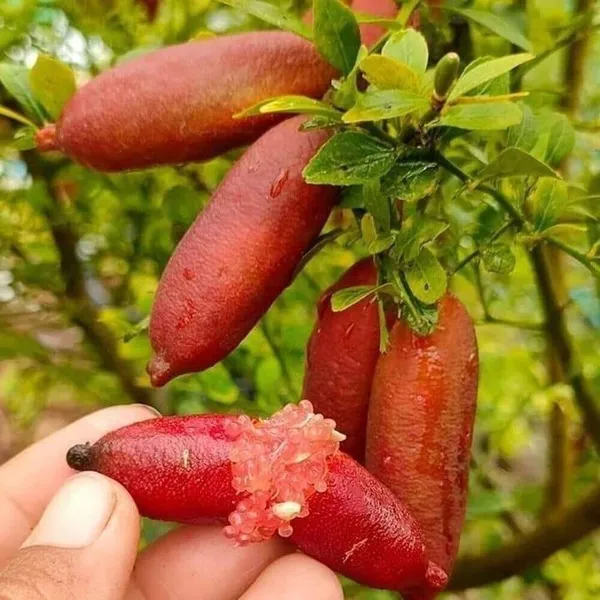 Red_Fingure_Lemon_Grafted_&_Hybrid_Fruit_Plant