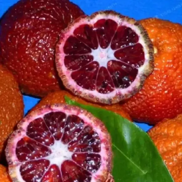 Morocco_Red_Orange_Grafted_Fruit_Plant