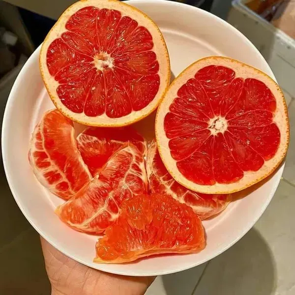 Morocco_Red_Orange_Grafted_Fruit_Plant