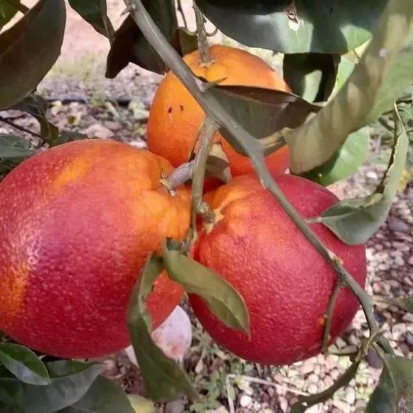 Morocco_Red_Orange_Grafted_Fruit_Plant