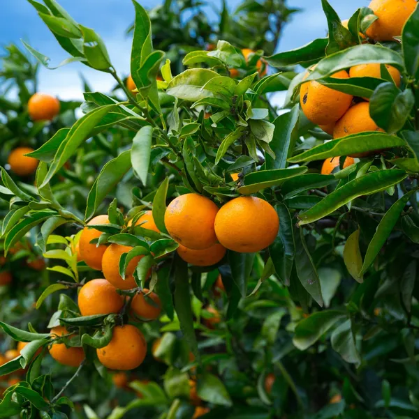 Kashmiri_Kinnow_Orange_Grafted_Fruit_Plant