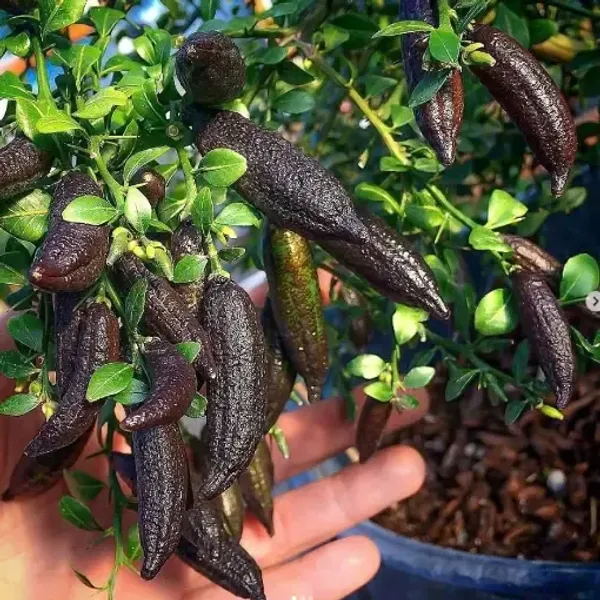Fingure_Lemon_Grafted_&_Hybrid_Fruit_Plant