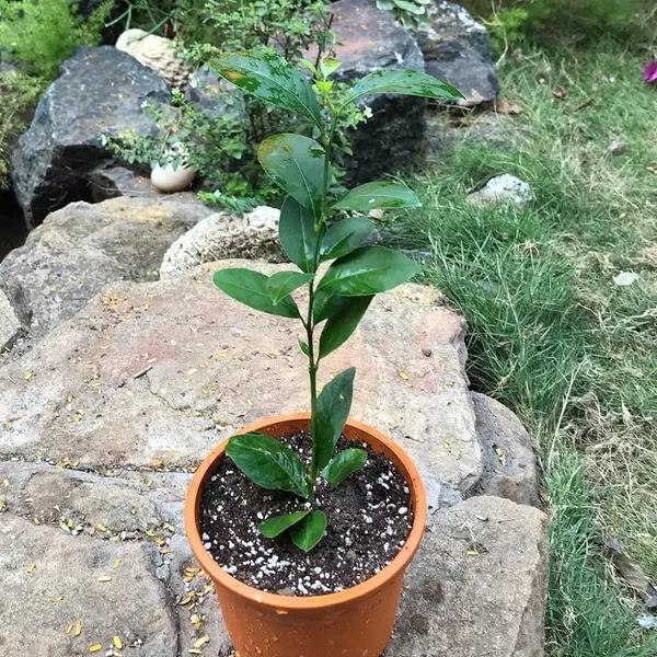 Fingure_Lemon_Grafted_&_Hybrid_Fruit_Plant