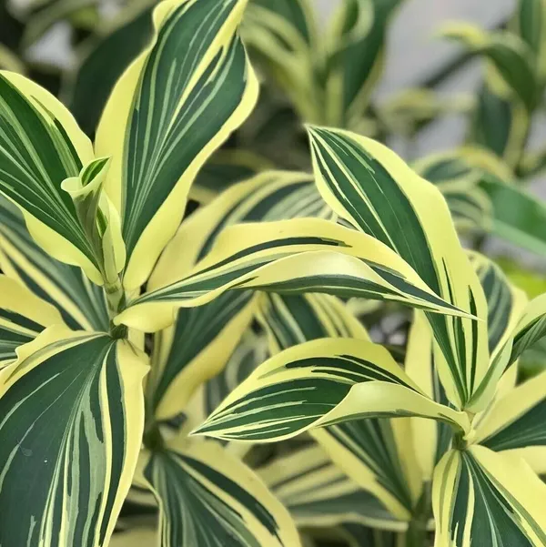 Verigated_Chamaecostus_Cuspidatus_|_Insulin_Medicinal_Plant