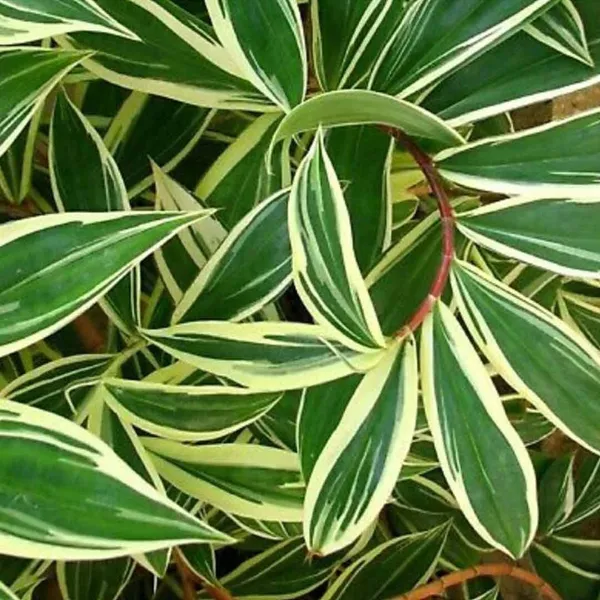 Verigated_Chamaecostus_Cuspidatus_|_Insulin_Medicinal_Plant