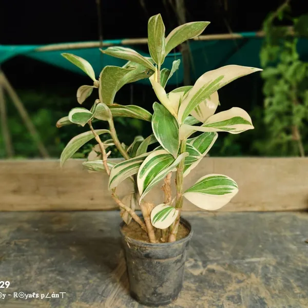 Verigated_Chamaecostus_Cuspidatus_|_Insulin_Medicinal_Plant