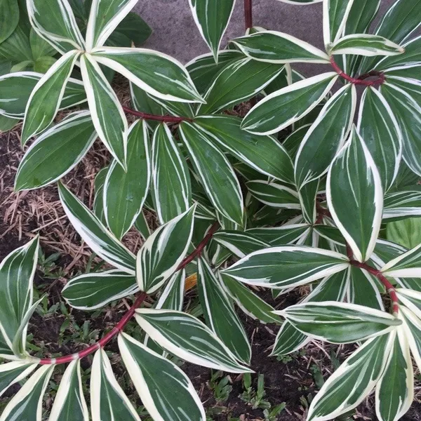 Verigated_Chamaecostus_Cuspidatus_|_Insulin_Medicinal_Plant