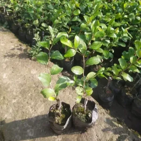 Apple_Hot_Climate_Hybrid_&_Grafted_Fruit_Plant