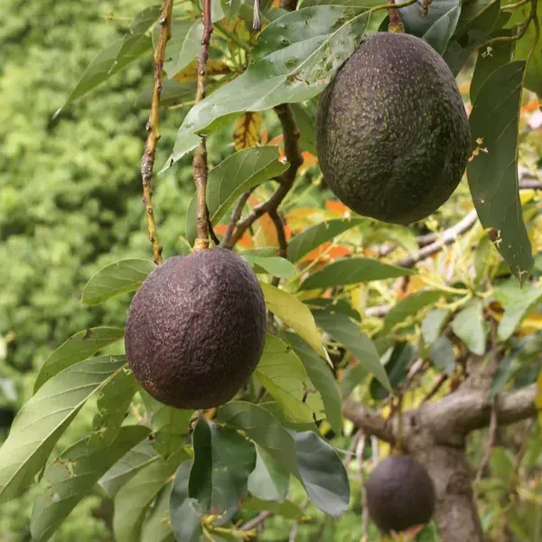 Hot_Climate_Avocado_|_Grafted_&_Hybrid_Fruit_Plant