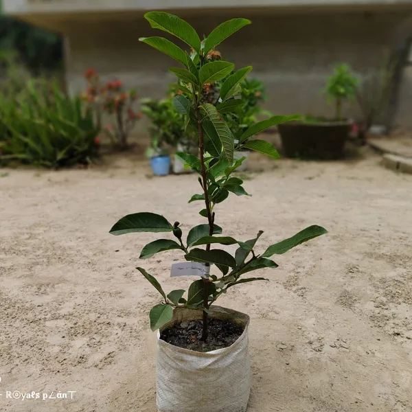 Tha-5_Gauva_|_Grafted_&_Hybrid_Fruit_Plant