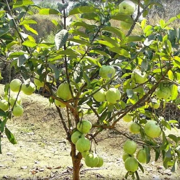 Baruipur_Gauva_|_Grafted_Fruit_Plant