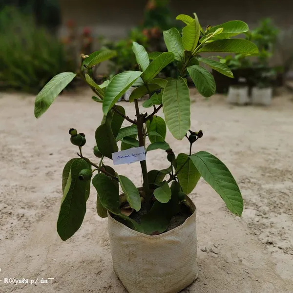 Baruipur_Gauva_|_Grafted_Fruit_Plant