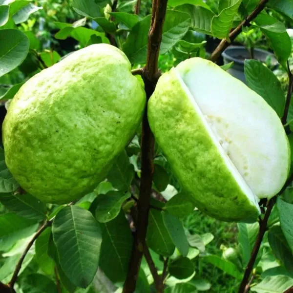 Baruipur_Gauva_|_Grafted_Fruit_Plant