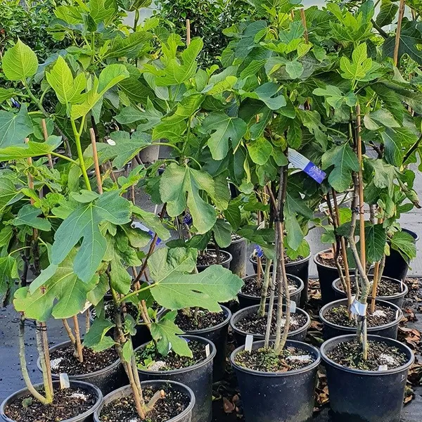 Turkey_Fig_|_Grafted_Live_Fruit_Plant