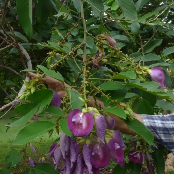 Butterfly_Pea_Tree_clitoria_Arborea_|_Rare_Plant