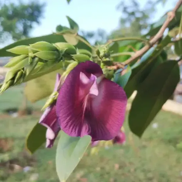 Butterfly_Pea_Tree_clitoria_Arborea_|_Rare_Plant