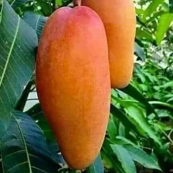 Thai_Varitey_Super_Queen_Mango_|_Grafted_Fruit_Plant