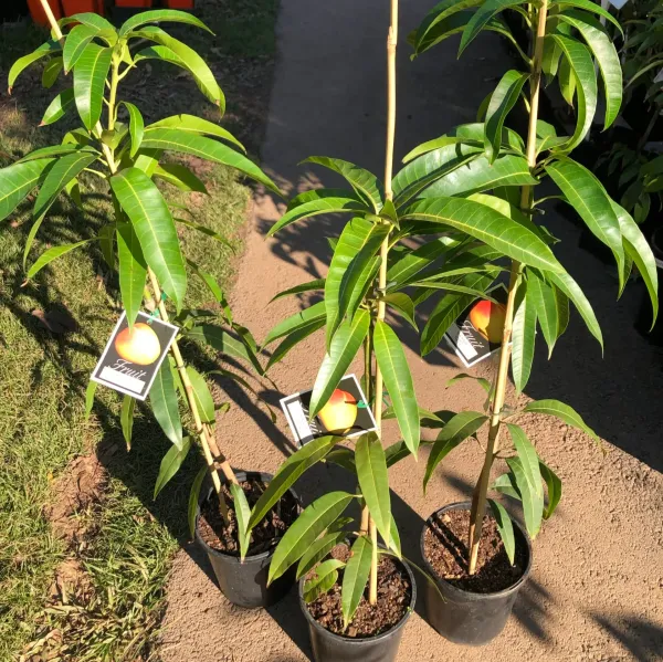 Thai_Varitey_Super_Queen_Mango_|_Grafted_Fruit_Plant