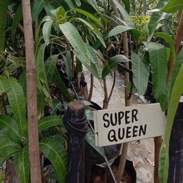 Thai_Varitey_Super_Queen_Mango_|_Grafted_Fruit_Plant