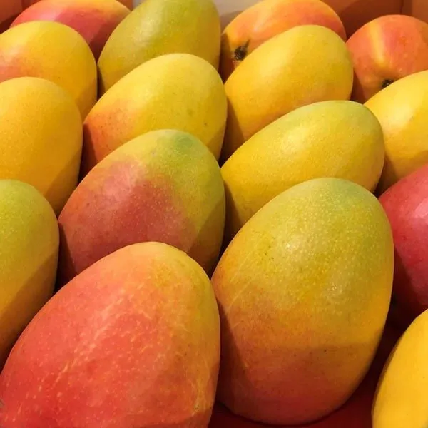 Thai_Varitey_Super_Queen_Mango_|_Grafted_Fruit_Plant