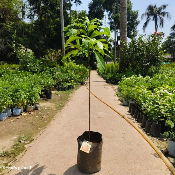Gaint_Abui_|_Pouteria_Caimito_Grafted_&_Hybrid_Fruit_Plant