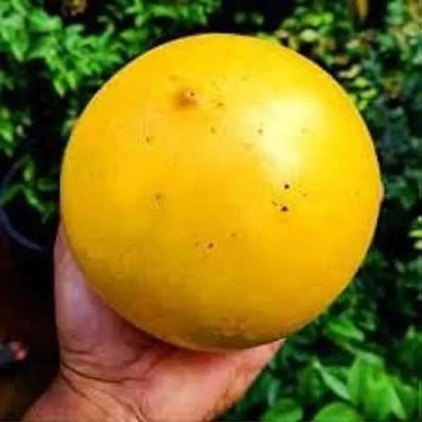 Gaint_Abui_|_Pouteria_Caimito_Grafted_&_Hybrid_Fruit_Plant