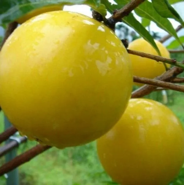 Gaint_Abui_|_Pouteria_Caimito_Grafted_&_Hybrid_Fruit_Plant