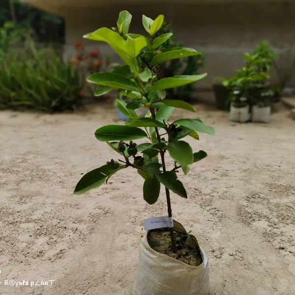 Lalit_Gauva_|_Grafted_Fruit_Plant