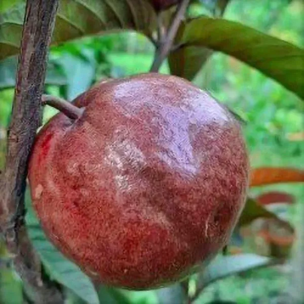 Apple_Cross_Gauva_|_Grafted_&_Hybrid_Fruit_Plant