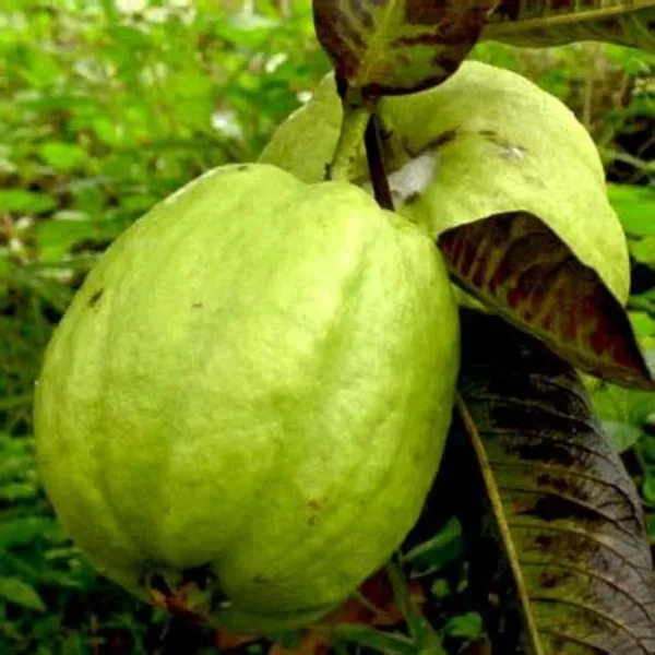 Lucknow49_Gauva_|_Grafted_&_Hybrid_Fruit_Plant