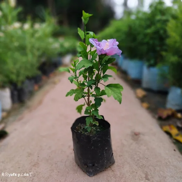 Blue_Bird_Hibiscus_Flower_Plant