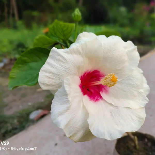 American_Varitey_Big_Leaves_Hibiscus_Flower_Plant_White