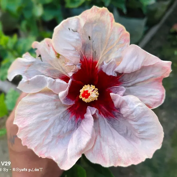 Australian_Varitey_Big_Leaves_Hibiscus_Flower_Plant