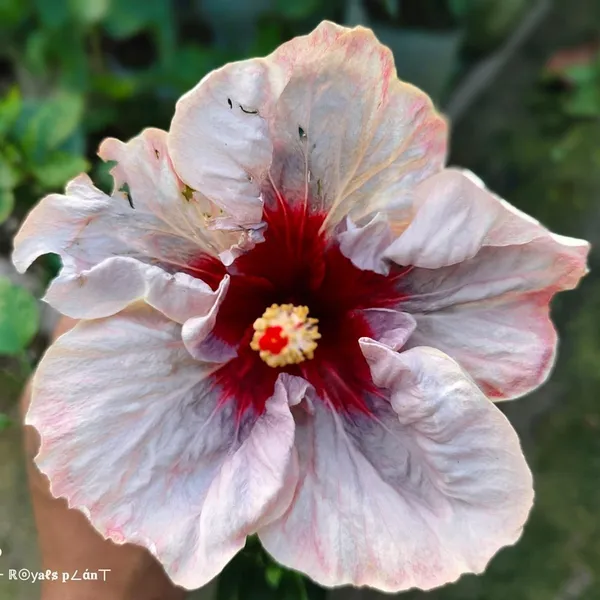 Australian_Varitey_Big_Leaves_Hibiscus_Flower_Plant