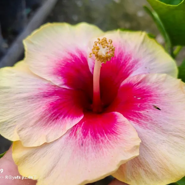 American_Varitey_Grafted_Hibiscus_Flower_Plant