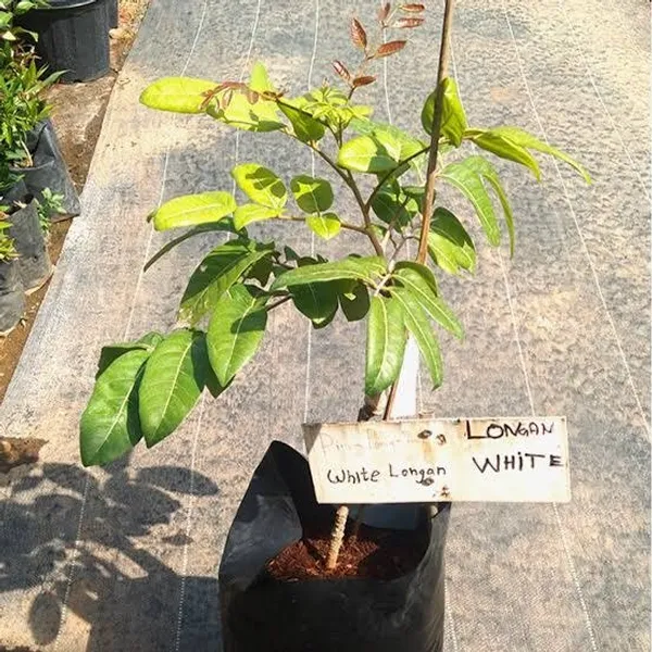 Dimocarpus_Longan_|_Grafted_Fruit_Plant_White