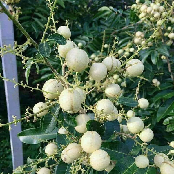 Dimocarpus_Longan_|_Grafted_Fruit_Plant_White