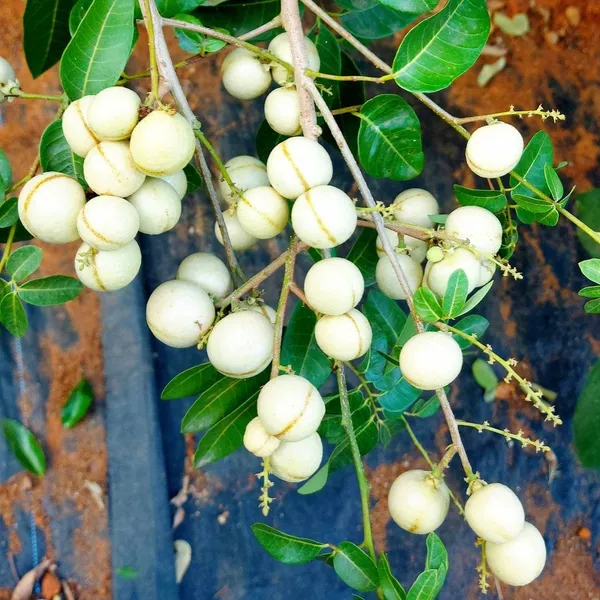 Dimocarpus_Longan_|_Grafted_Fruit_Plant_White