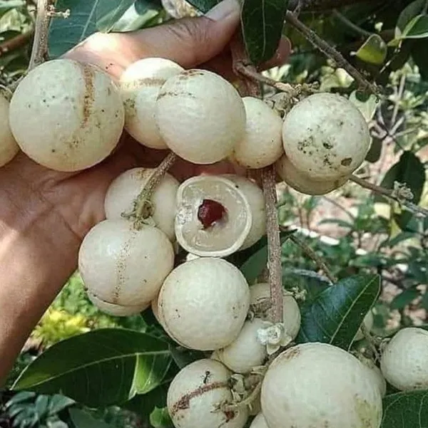 Dimocarpus_Longan_|_Grafted_Fruit_Plant_White