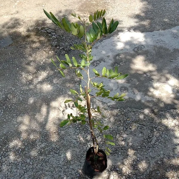 Ping_Pong_Longan_|_Grafted_Fruit_Plant