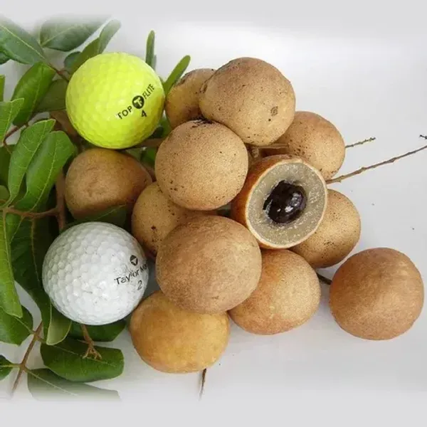 Ping_Pong_Longan_|_Grafted_Fruit_Plant
