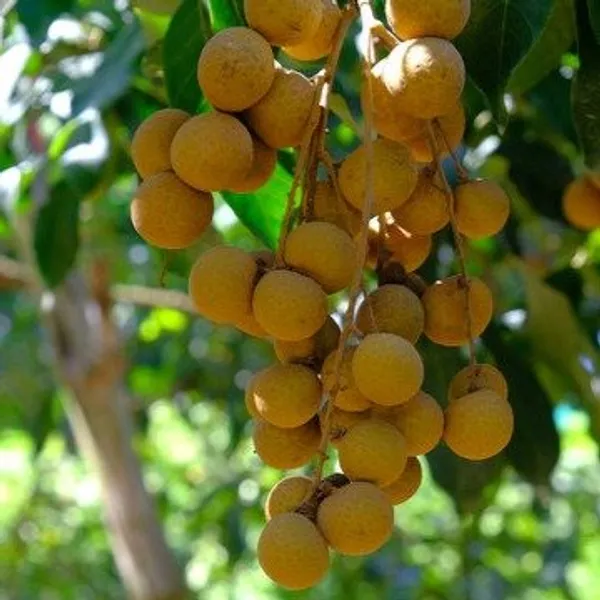 Ping_Pong_Longan_|_Grafted_Fruit_Plant