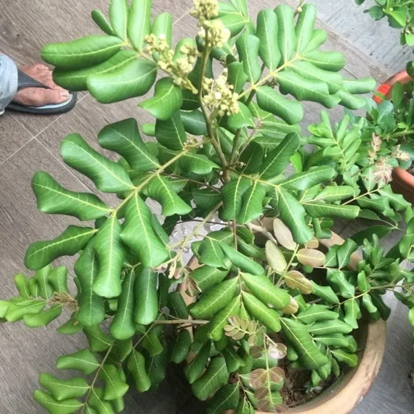 Ping_Pong_Longan_|_Grafted_Fruit_Plant