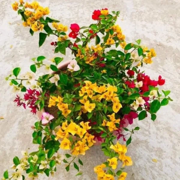 Thai_Multicolour_Bougainvellia_|_Multigrafted_Flower_Plant_(10_Colours)