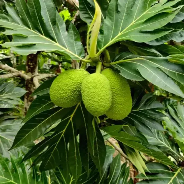 Tropical_Seedless_Breadfruit_Hybrid_Plant